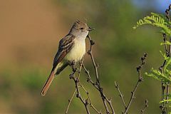 Ash-throated Flycatcher